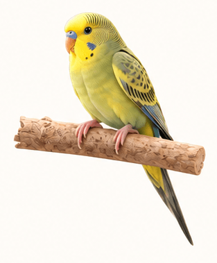 Budgie